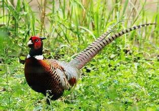 火影山鸡鱼最新爆料视频,揭秘忍者世界惊天秘密！